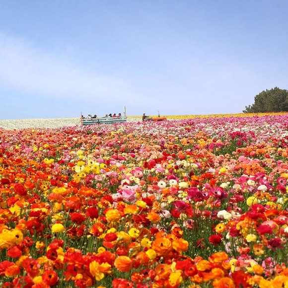 Meet your Posher, Emily - Picture 1 of 1